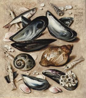 Gerard Röling - Shells