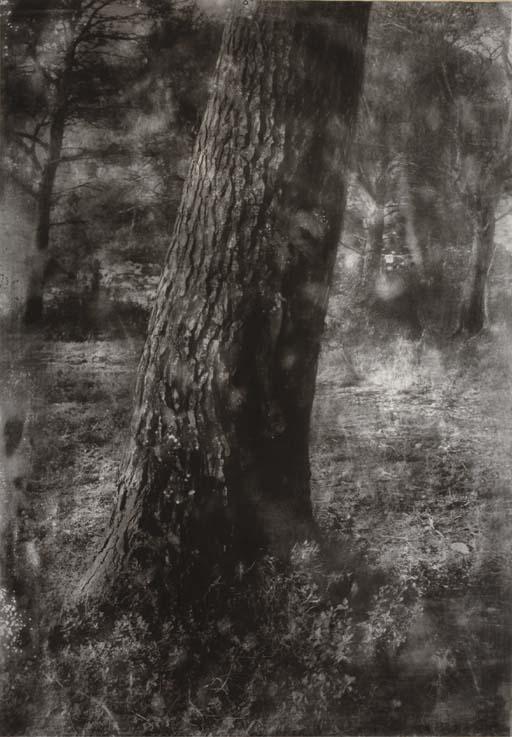 Gerard Tranquandi - Tronc d\'arbre