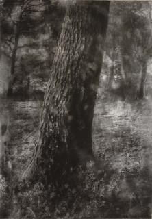 Gerard Tranquandi - Tronc d\'arbre