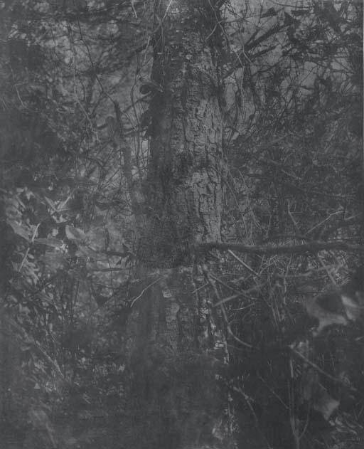 Gerard Traquandi - Forêt Noire