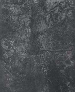 Gerard Traquandi - Forêt Noire