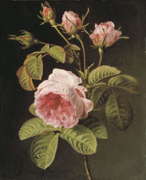 Gerard van Spaendonck - A sprig of pink cabbage roses