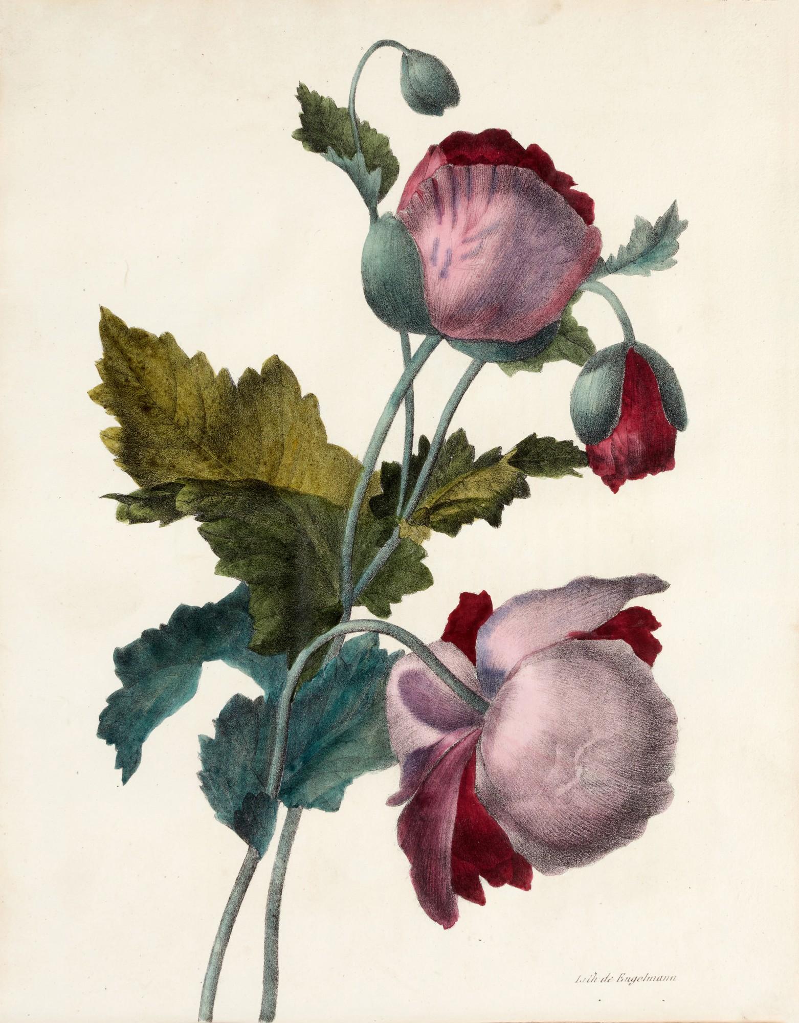 Gerard van Spaendonck - Souvenirs de van-Spaendonck, ou recueil de fleurs, Paris, 1826