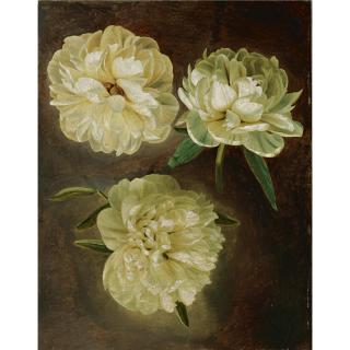 Gerard Van Spaendonck - Study Of White Peonies