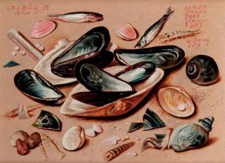 Gerard Victor Alphons Röling - A still life with various sea-shells