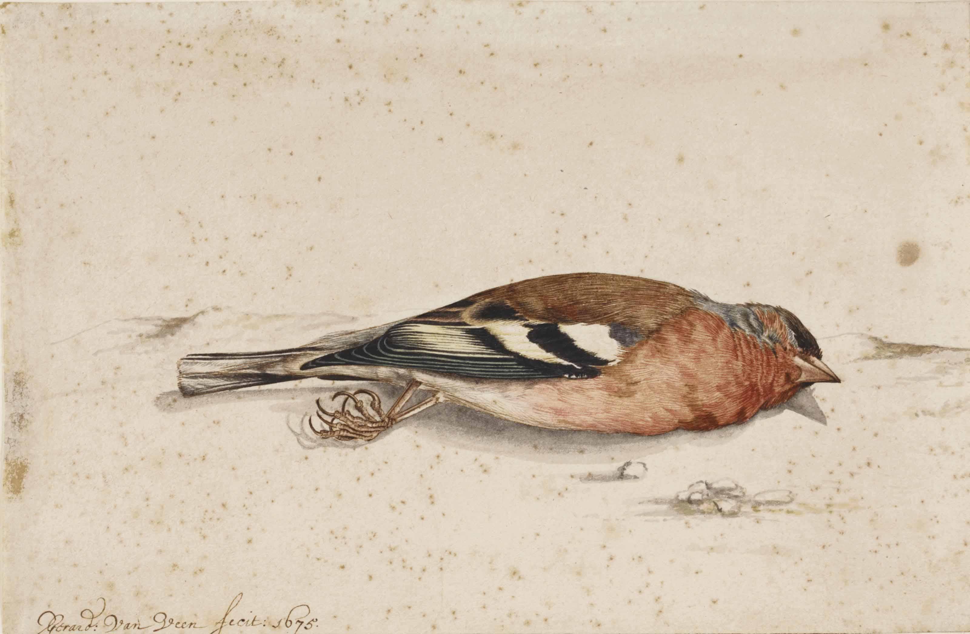 Gerardus van Veen - A Dead Goldfinch