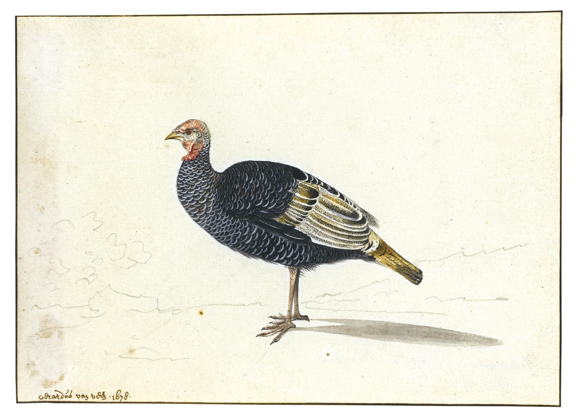 Gerardus Van Veen - A Turkey Hen