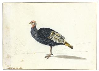 Gerardus Van Veen - A Turkey Hen