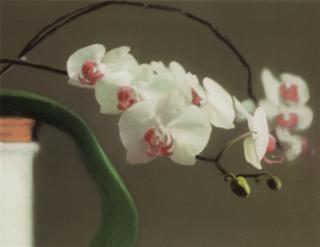 Gerhard Richter - Orchid II