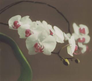 Gerhard Richter - Orchid (Version I)