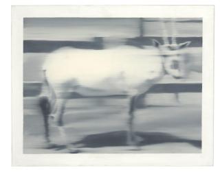 Gerhard Richter - Säbelantilope