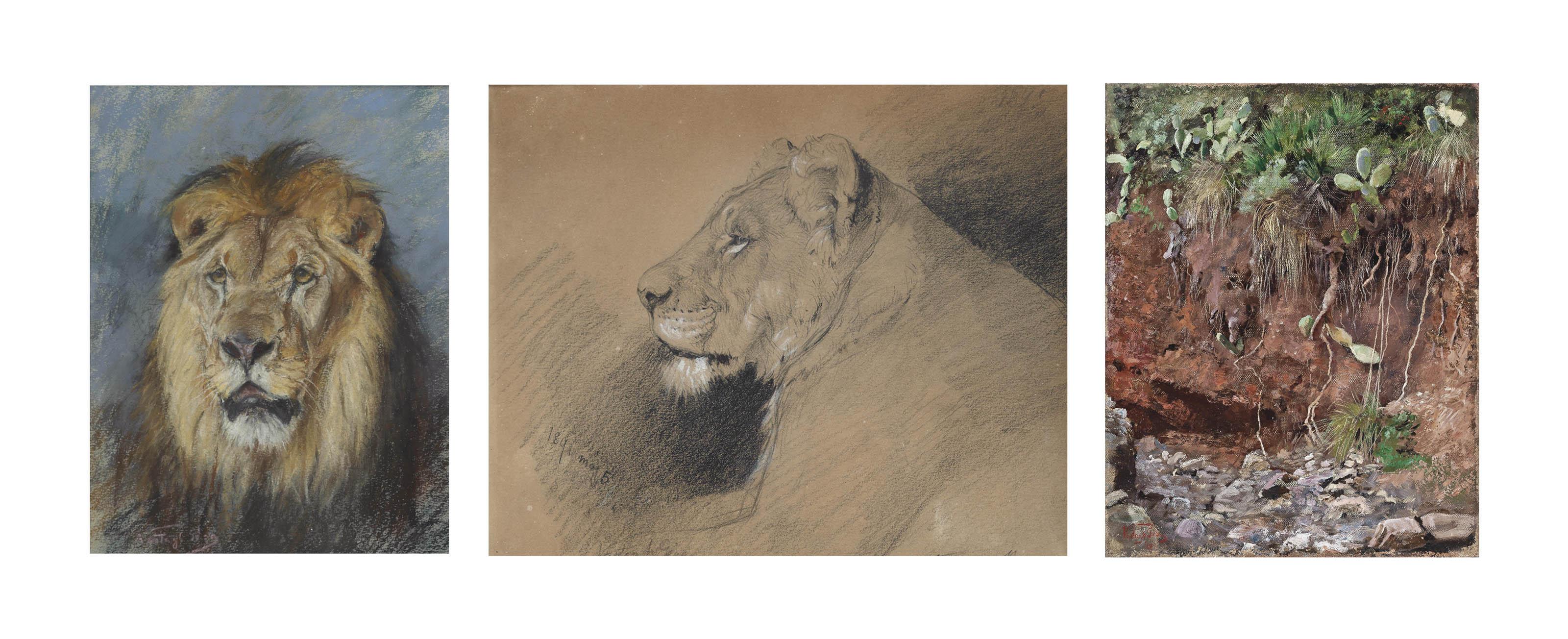 Geza Vastagh - A lion study