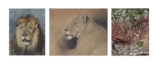 Geza Vastagh - A lion study
