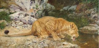 Geza Vastagh - A lioness at the watering hole