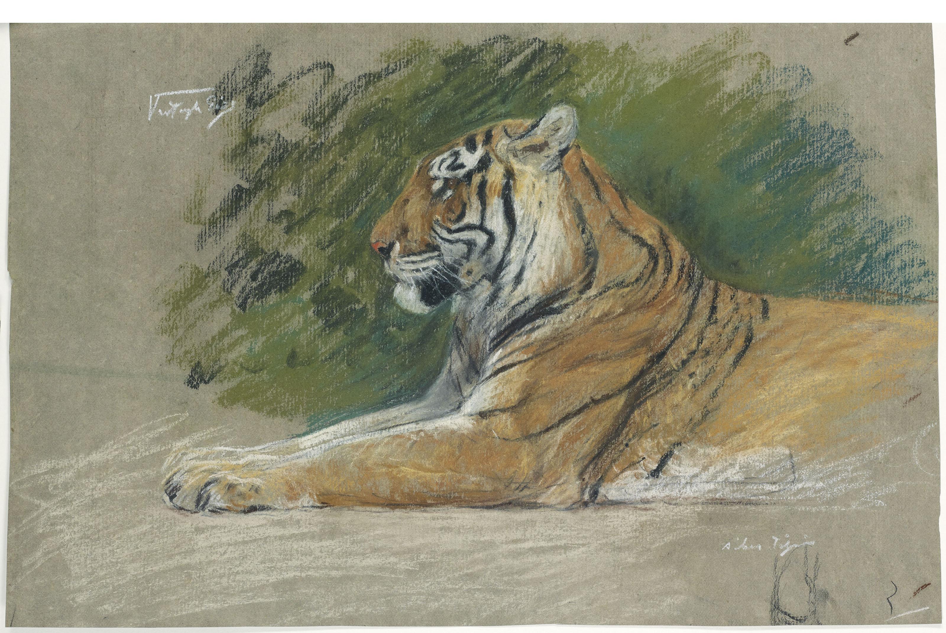 Géza Vastagh - Étude de tigre et buffle; et Tigre de profil