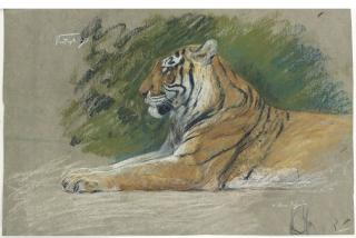 Géza Vastagh - Étude de tigre et buffle; et Tigre de profil