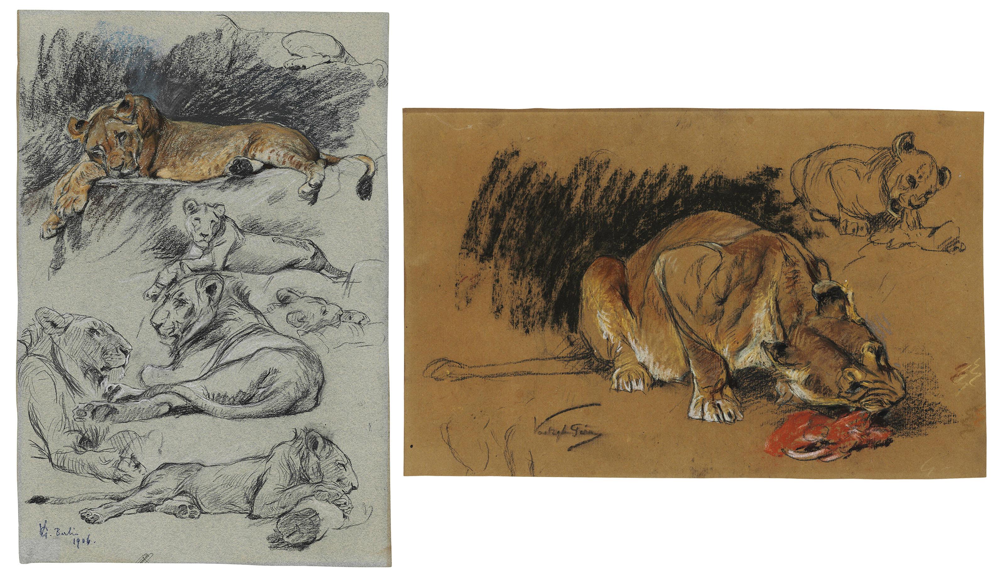Géza Vastagh - Studies of a lion and a lioness; Studies of a lioness eating and a lion cub