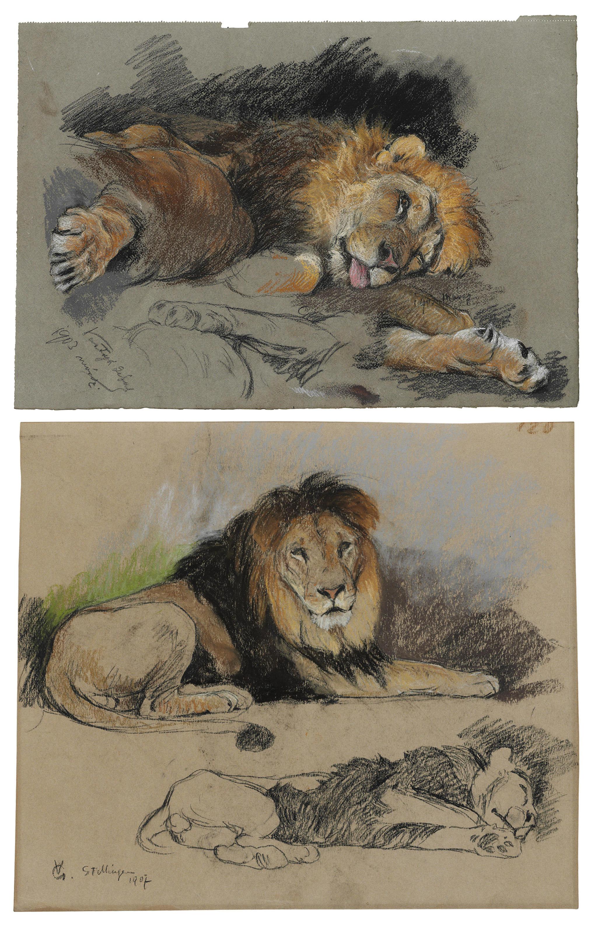 Géza Vastagh - Study of a reclining lion; Two studies of lions