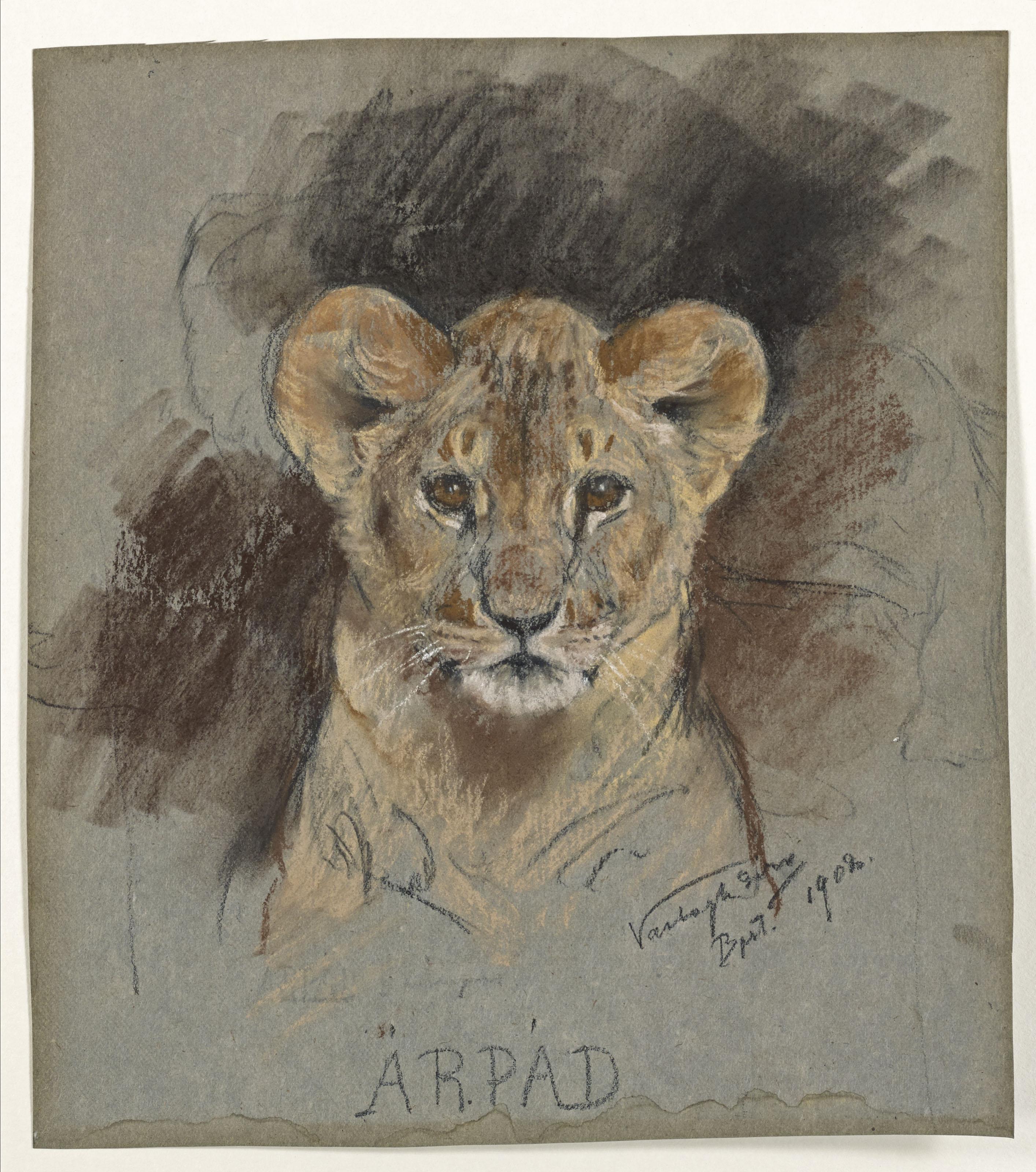 Géza Vastagh - Tête de Lionceau (recto); Croquis (verso); et Lionnes et lion (recto); Esquisse d\'une lionne (verso)