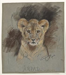 Géza Vastagh - Tête de Lionceau (recto); Croquis (verso); et Lionnes et lion (recto); Esquisse d\'une lionne (verso)