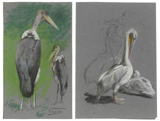 Géza Vastagh - Two marabou stork (Leptoptilos crumenifer); and Studies of pelicans and a monkey (Pelecanidae)
