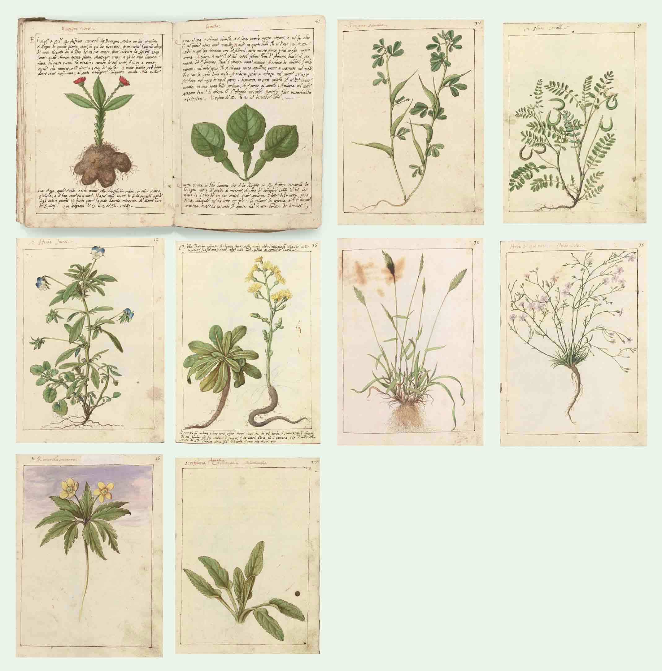 Gherardo Cibo - A sketchbook with 22 leaves, bound in vellum, containing 24 studies of plants with discourses on their properties and with sketches for decorative elements