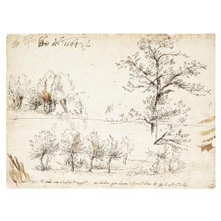 Gherardo Cibo - Poplar Trees Along A Road And Other Tree Studies
