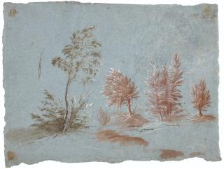 Gherardo Cibo - Studies of trees