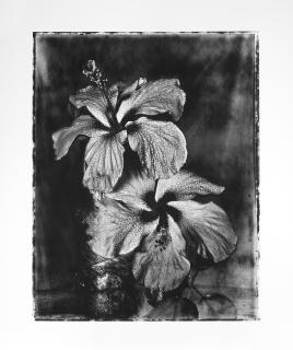 Gian Paolo Barbieri - Ibiscus 1998