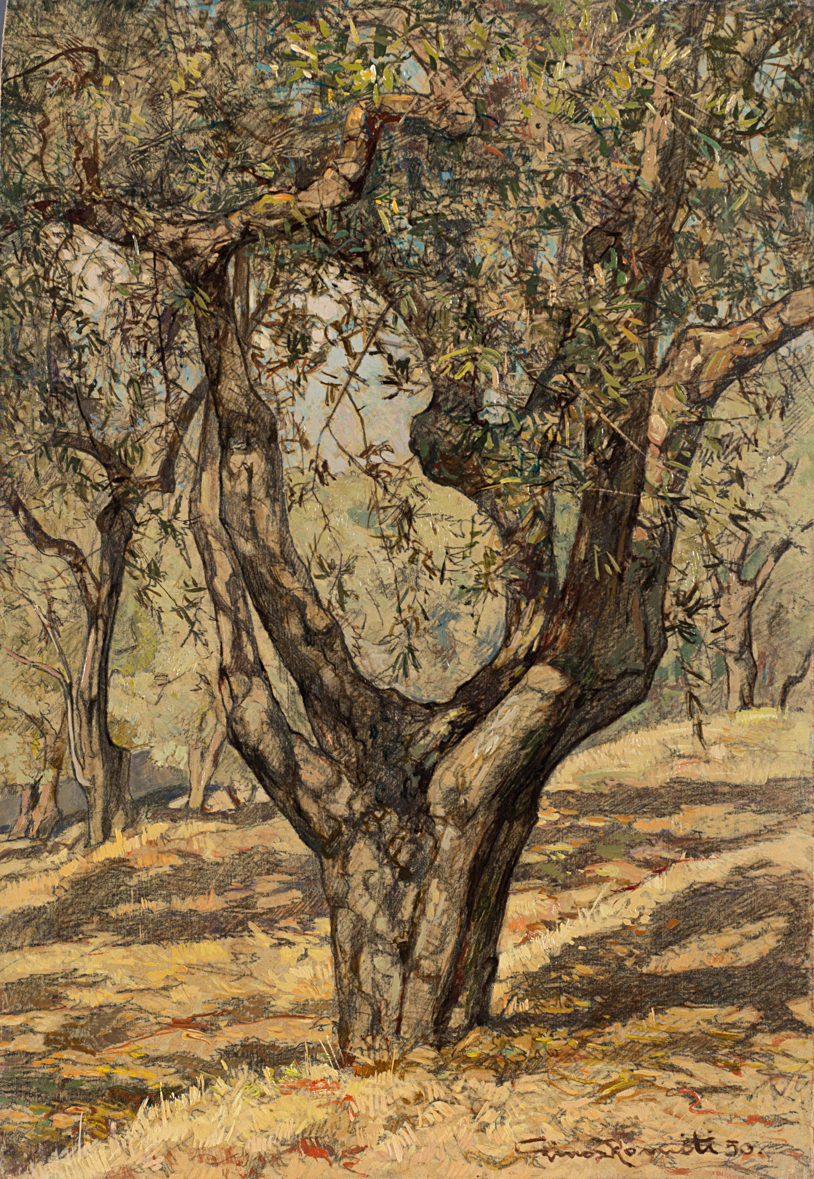 Gino Romiti - Ritratto di un olivo