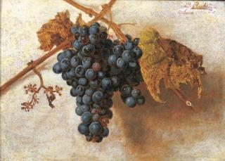 Giorgio Lucchesi - Grappolo d\'uva