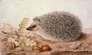 Giovanna Garzoni - A hedgehog in a landscape