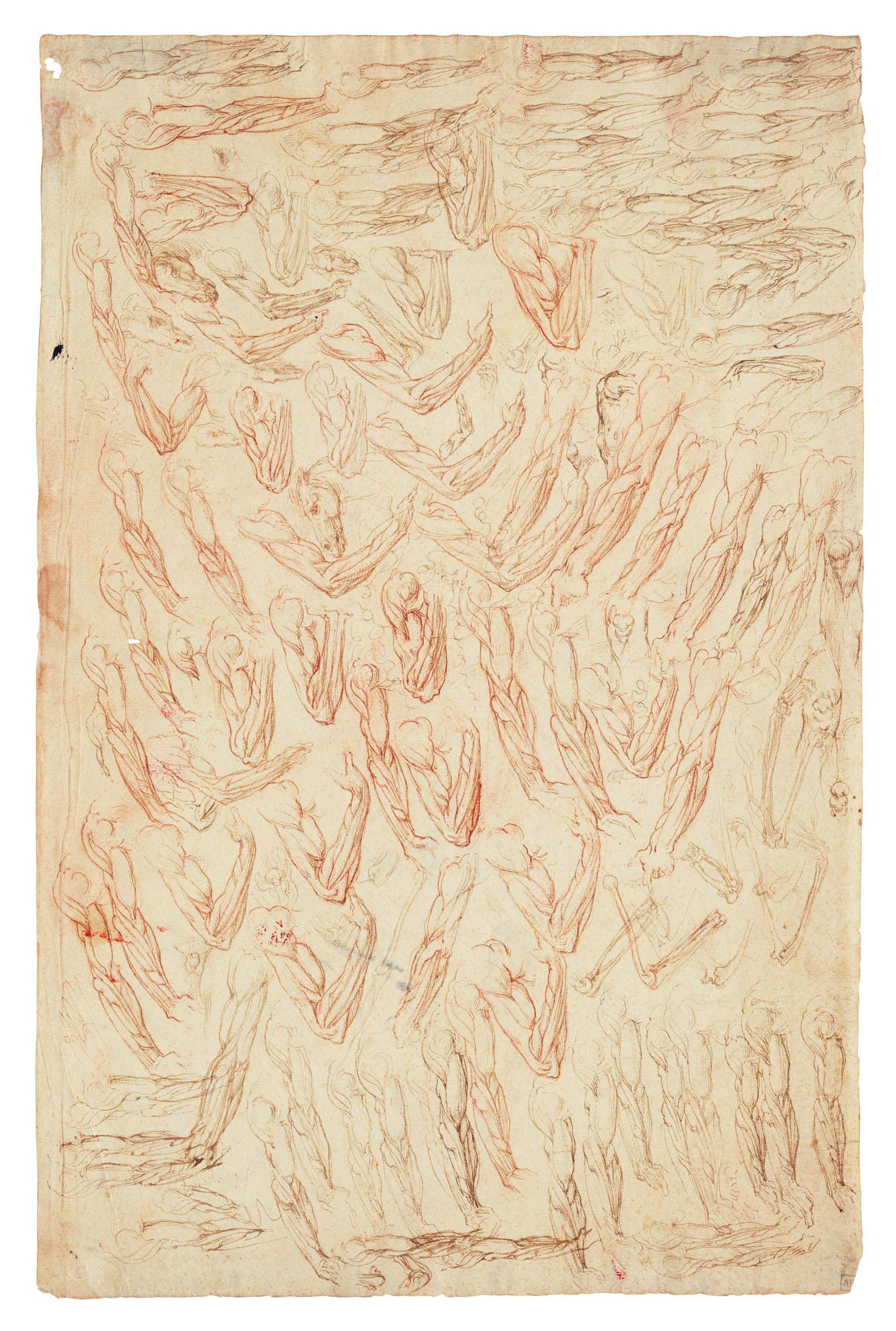 Giovanni Ambrogio Figino - Anatomical studies of mostly écorché arms, legs, male genitals and heads of horses (recto); Anatomical studies of arms, feet, bones and two bones (verso)