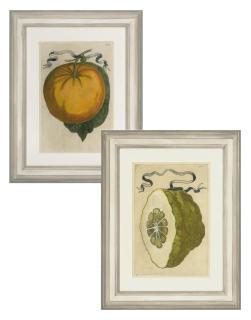 Giovanni Battista Ferrari - Botanical studies of Citrus Fruit, from Hesperides