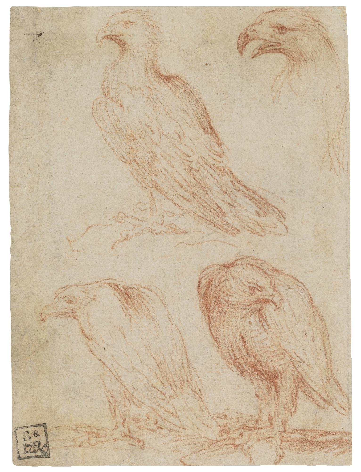 Girolamo Francesco Maria Mazzola - Four Studies Of An Eagle