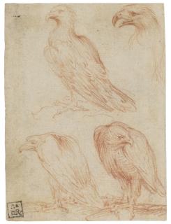 Girolamo Francesco Maria Mazzola - Four Studies Of An Eagle