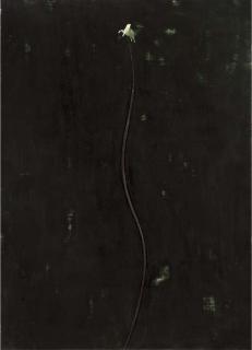 Giuseppe Gallo - Stradivari