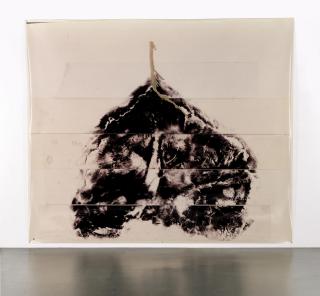 Giuseppe Penone - Paesaggio del Cervello