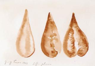 Giuseppe Penone - Soffio polmonare