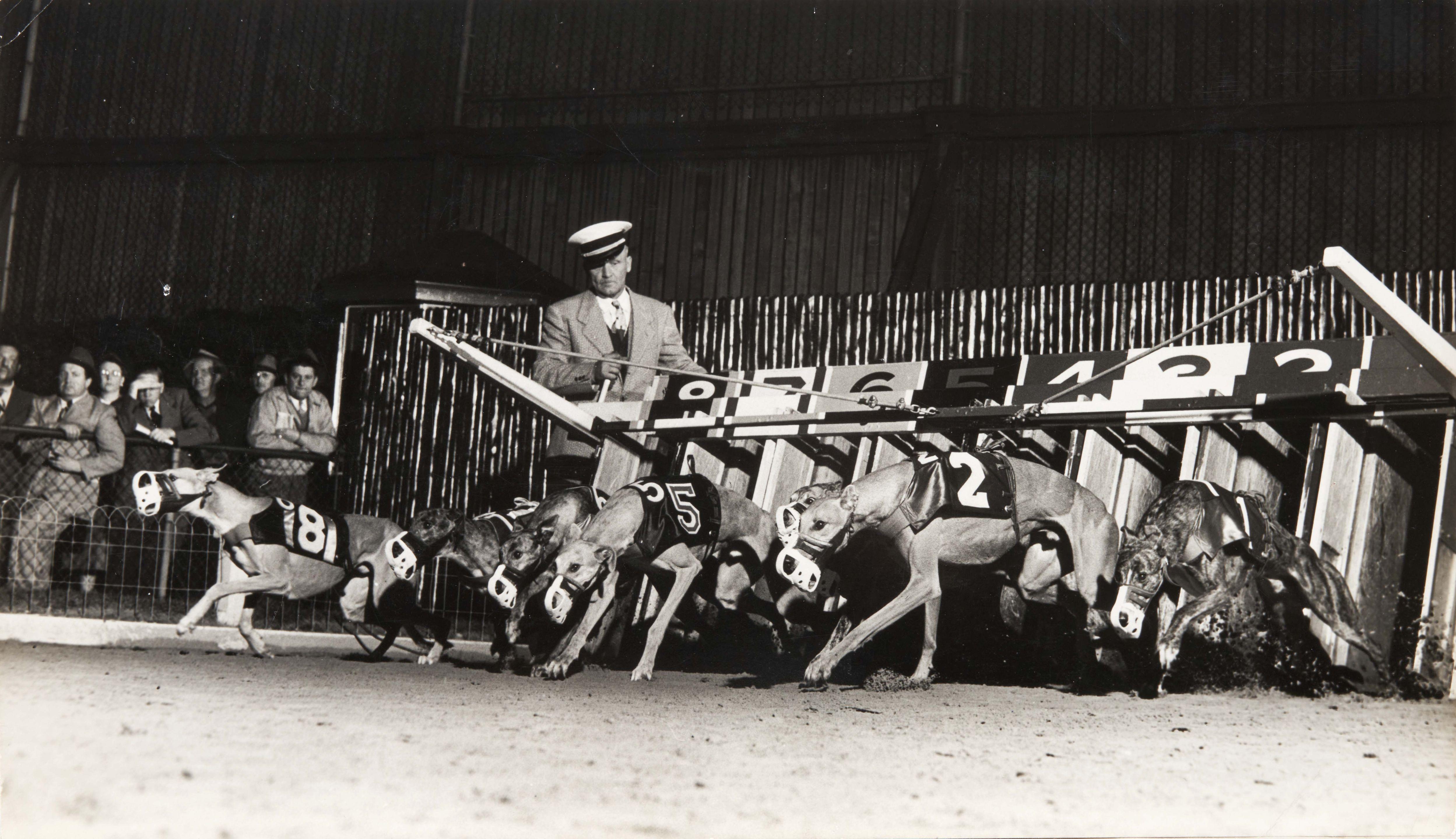Gjon Mili - Racing Greyhounds breaking out of the starting gate at Wonderland track, Revere, MA