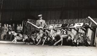 Gjon Mili - Racing Greyhounds breaking out of the starting gate at Wonderland track, Revere, MA