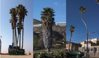 Glen Rubsamen - Redondo