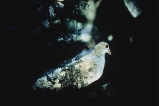 Gordon Parks - Dove, 1962