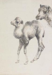 Grace Wheatley, R.W.S., R.B.A. - The little camel