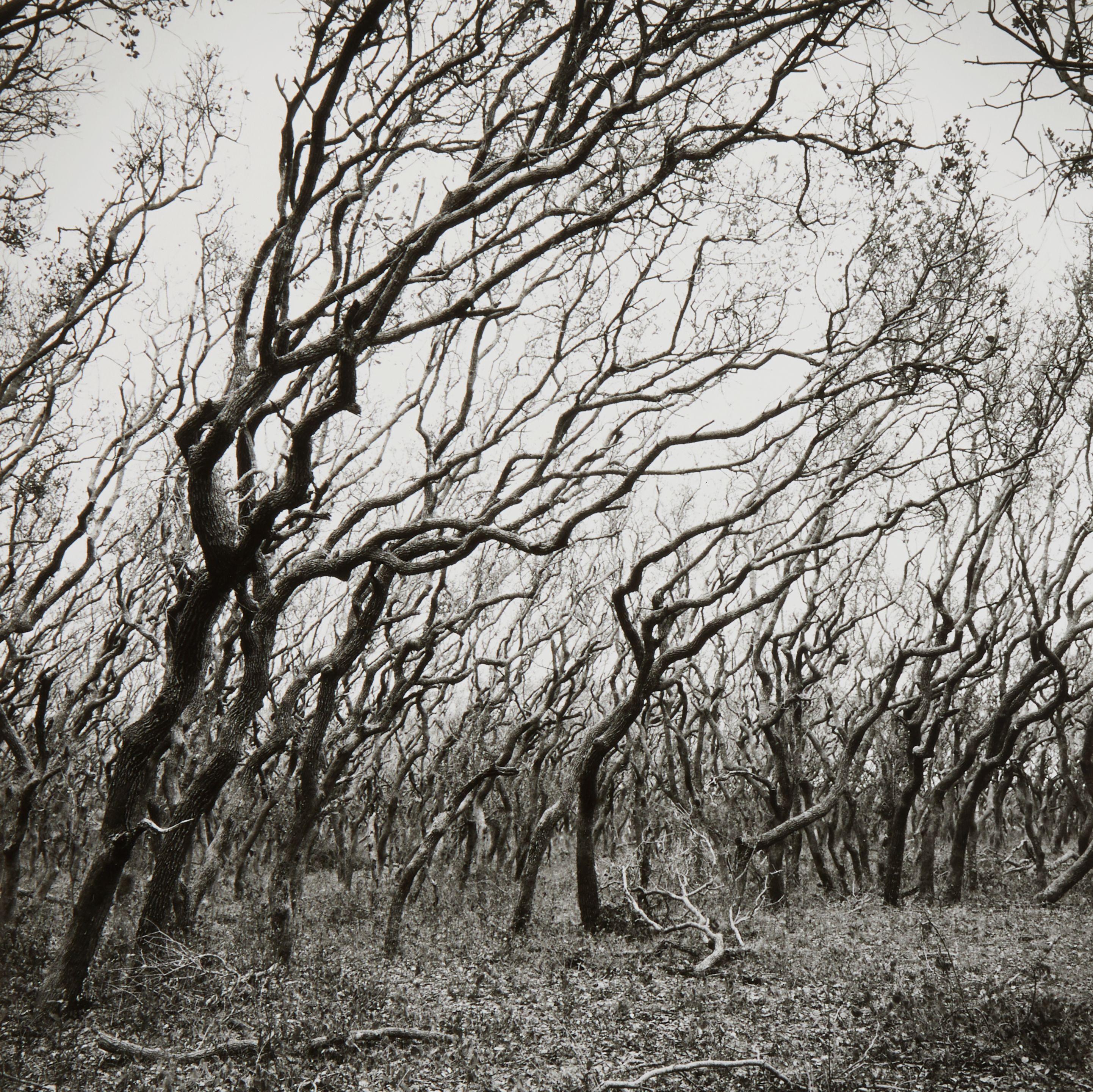 Graciela Iturbide - King Ranch, Las Norias, Texas