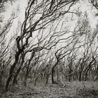 Graciela Iturbide - King Ranch, Las Norias, Texas