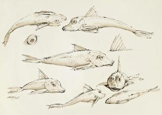 Graham Redgrave-Rust - Fish studies
