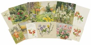 Grand Duchess Olga - Five floral studies; Three studies of strawberries; and Guri Kulikovsky (1919-1984) as a young child