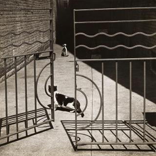 Griff Davis - Cats, Harlem