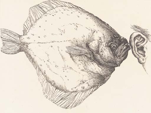 Günther Grass - Günther Grass, Liebe geprüft, Edition Bremen bei Schünemann, 1974